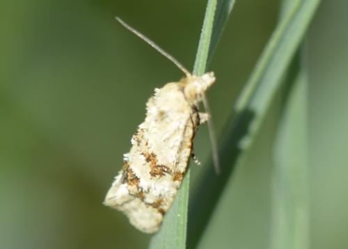 Réf. 273 746 : Aethes williana